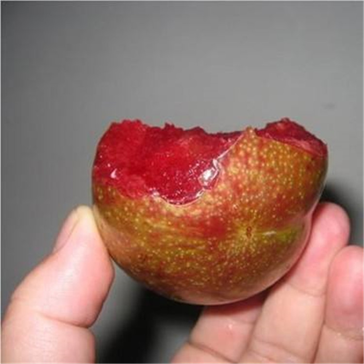 珍珠李樹苗圖片