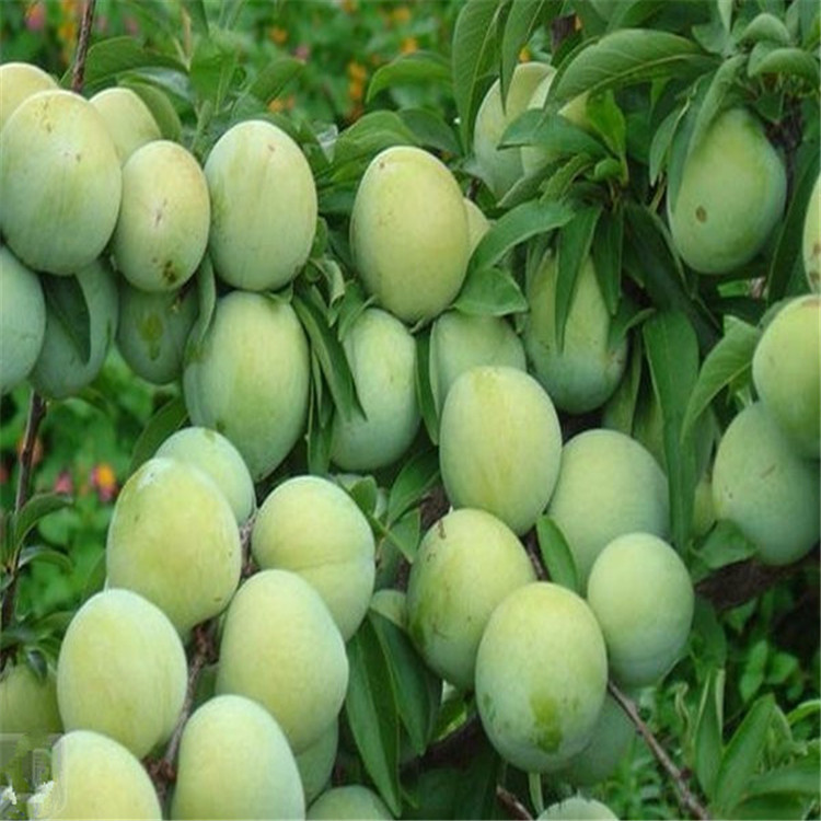珍珠李樹苗圖片