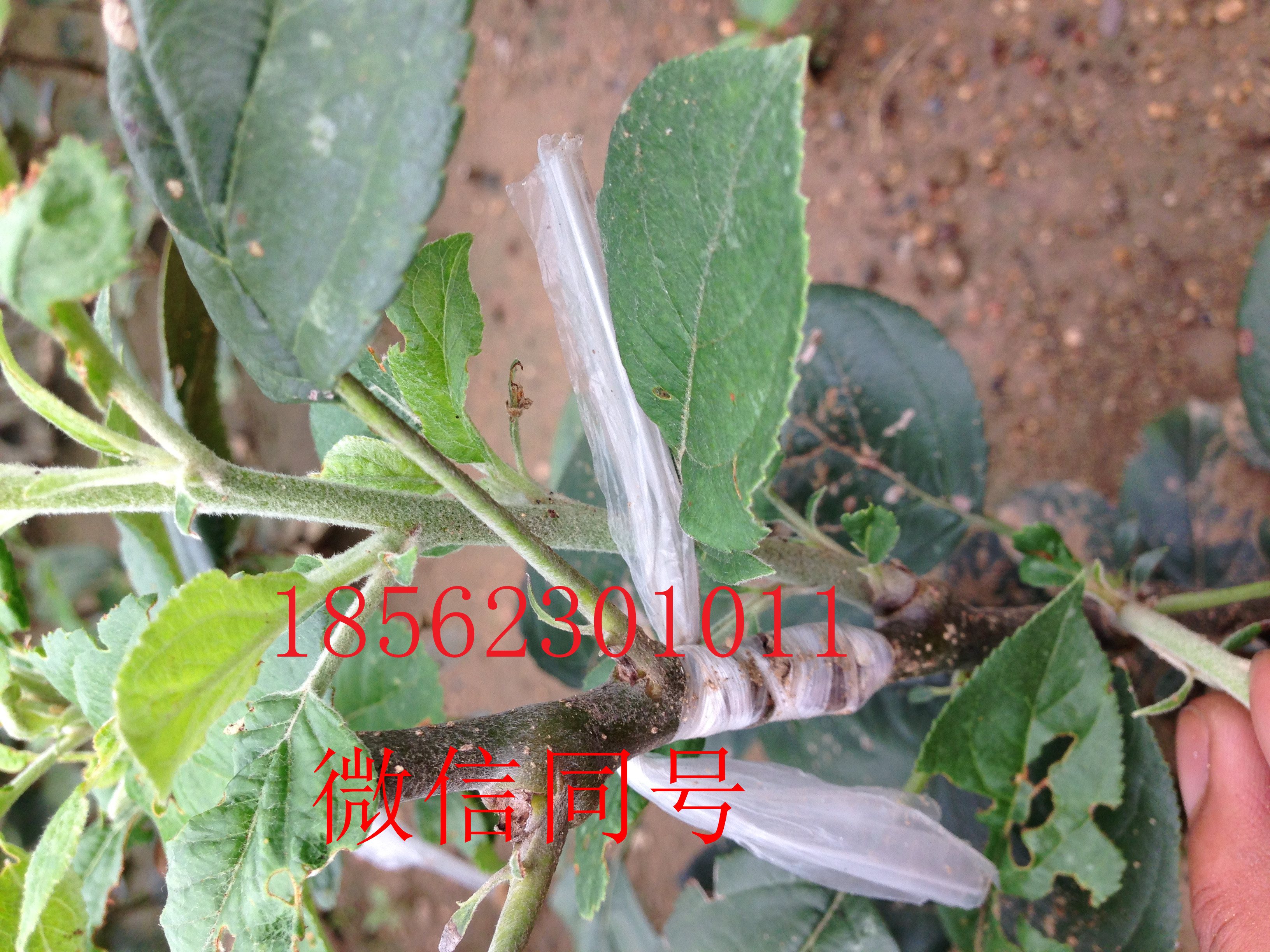 稱心的一共分魯麗蘋果苗代理