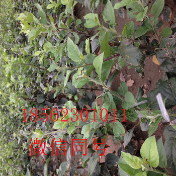廠家推薦一共分魯麗蘋果苗供貨商