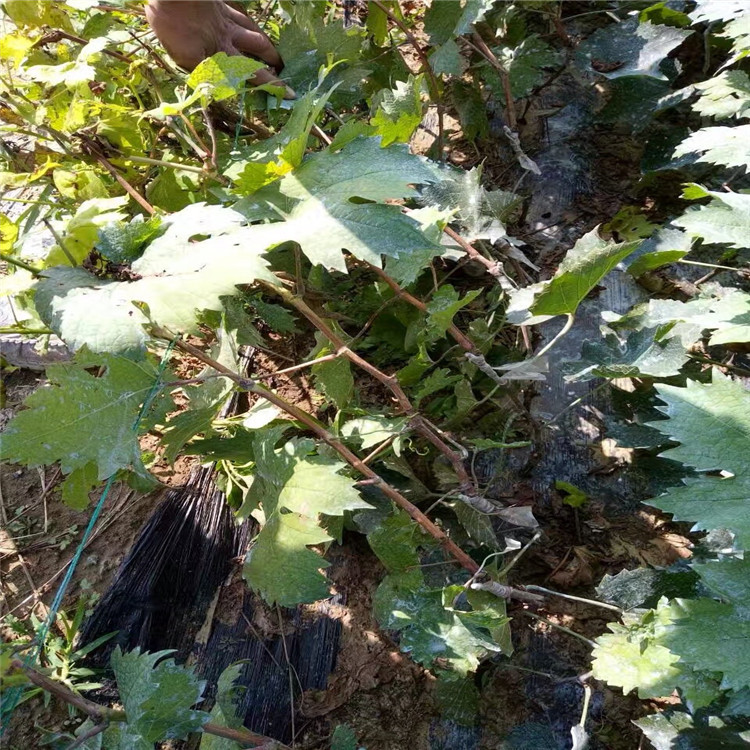 電白縣甜蜜藍(lán)寶石葡萄苗