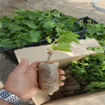 好用的甜蜜藍(lán)寶石葡萄苗怎樣