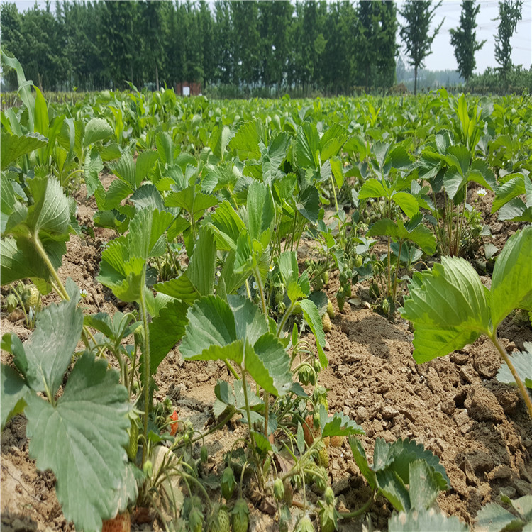 江西萍乡哪里有咖啡草莓苗