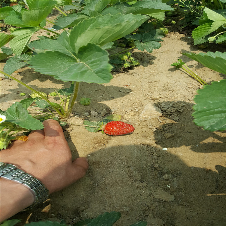 山东临沂哪里有奶油草莓苗