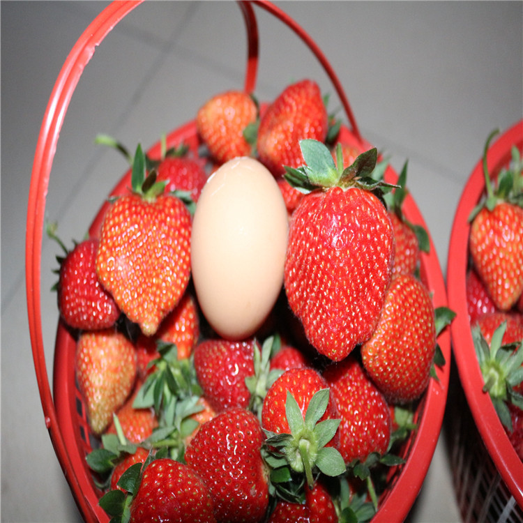 黑龙江大兴安岭地区哪里有高收入草莓苗