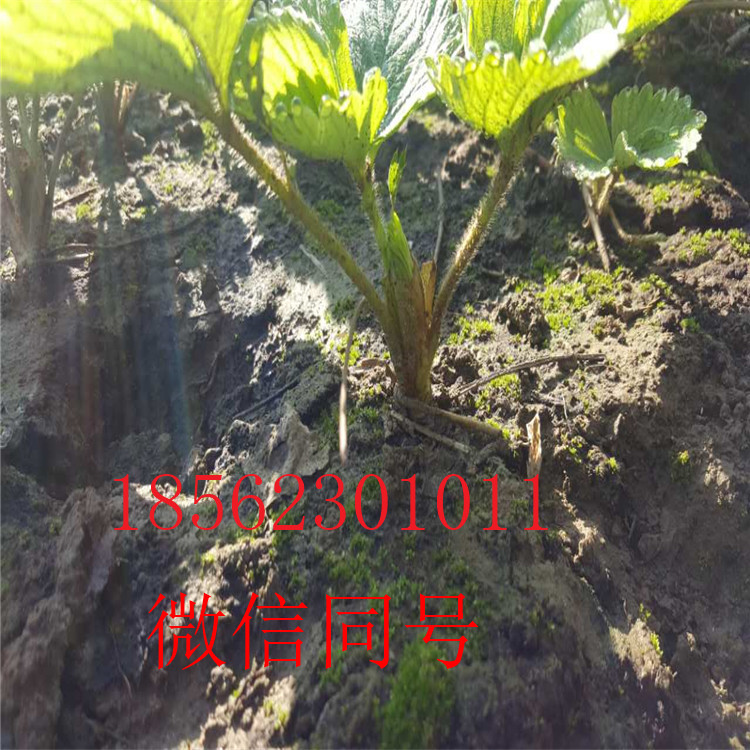 广东湛江哪里有奶油草莓苗