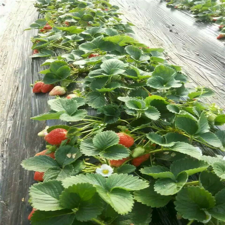 广东韶关哪里有高产出草莓苗