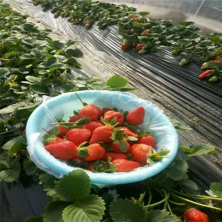 广西壮族自治区梧州哪里有菠萝蜜草莓苗