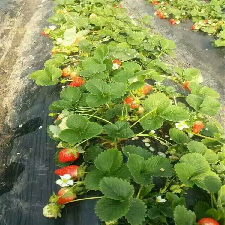 广西壮族自治区梧州哪里有菠萝蜜草莓苗