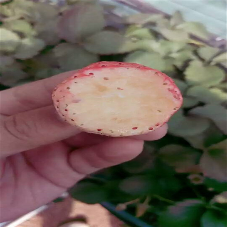 广东韶关哪里有高产出草莓苗