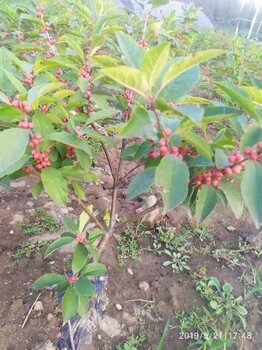 泰安供應(yīng)北美冬青樹苗1-5年北美冬青樹苗苗圃批發(fā)