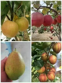 梨樹苗價(jià)格黃金梨樹苗批發(fā)奧紅一號(hào)新梨七號(hào)秋月紅香酥梨樹苗