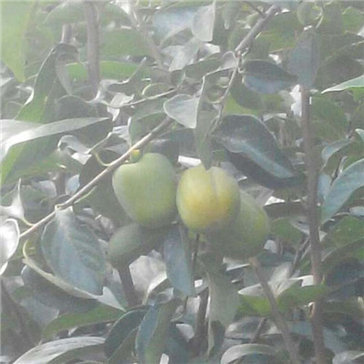 直徑1公分陽豐甜柿子樹苗管理方法（柳河）柿子苗質(zhì)優(yōu)