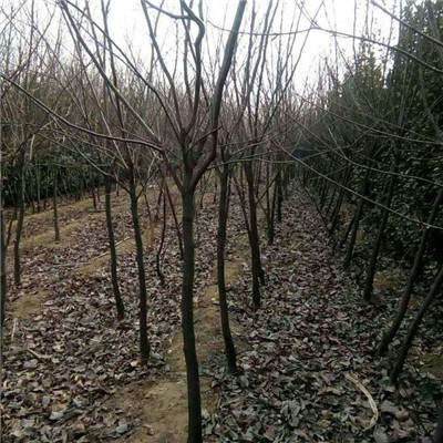 直徑1公分富有柿子樹苗報(bào)價(jià)（烏蘭浩特市）柿子苗質(zhì)優(yōu)