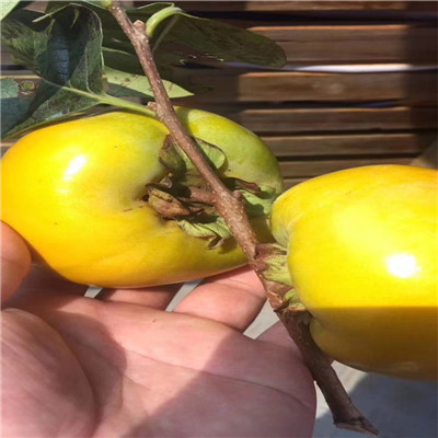 瓜州日本甜柿子树苗规划管理