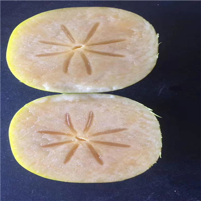 0.8公分富有柿子树苗结果现状（沽源）柿子苗规格