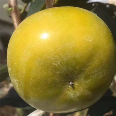 0.8公分牛心柿子樹苗種植株距行距（儀隴）柿子苗規(guī)格