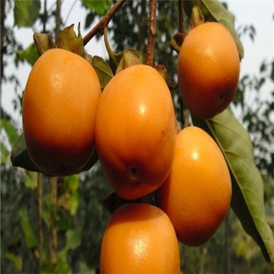 直徑1公分蓋柿子樹苗種植介紹（呼中）柿子苗質(zhì)優(yōu)
