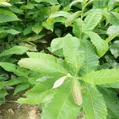 2019年泰山紅板栗樹苗效益高的樹苗