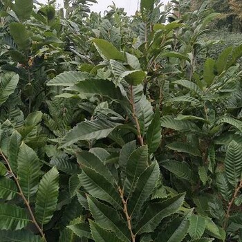 2019年羅田板栗樹苗剪修管理