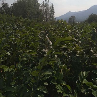 鑫奧出售魁栗板栗樹苗果園設(shè)計