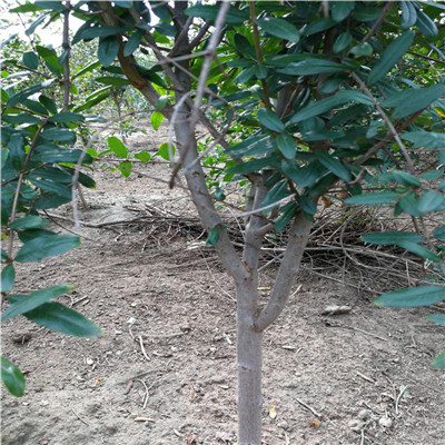 0.8公分四季石榴樹苗示范基地（望奎）石榴苗規(guī)格