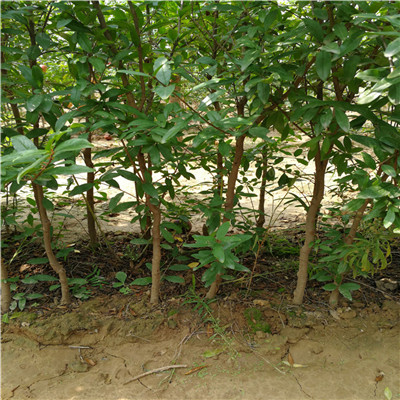 0.8公分泰山红石榴树苗开始预定（马龙）石榴苗规格