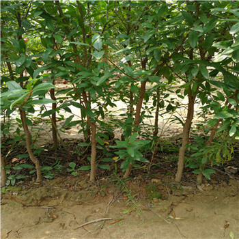 直徑1公分青皮石榴樹苗新報價（西林）石榴苗