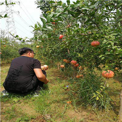 丰产红皮石榴树苗基地预定（江海）石榴苗管理方式