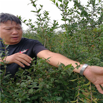 丰产大马牙石榴树苗种植技术（博野）石榴苗管理方式