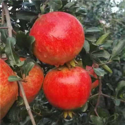 豐產(chǎn)紅皮甜石榴樹苗基地誠(chéng)信服務(wù)（武鳴）石榴苗管理方式