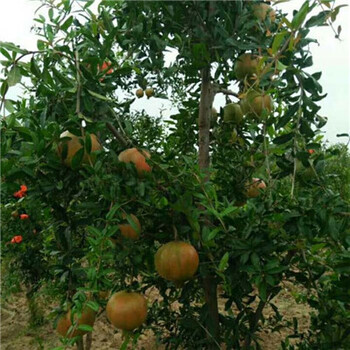 直徑1公分牡丹花石榴樹苗管理方式（黃山）石榴苗