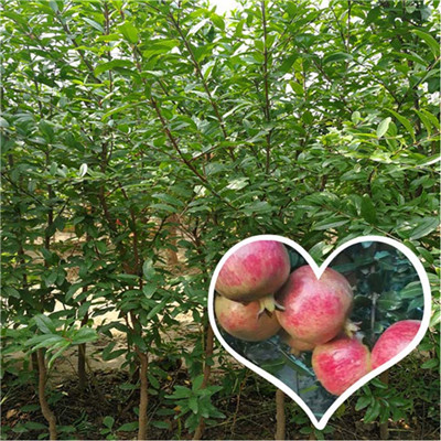 豐產(chǎn)大紅袍石榴樹苗品種介紹（建甌市）石榴苗管理方式