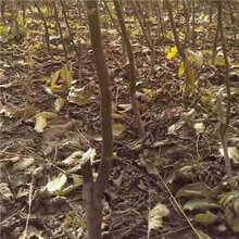 嫁接新新2号核桃树苗鑫奥种植基地(察隅)核桃苗量大从优图片