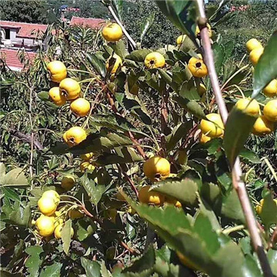 嫁接黄果山楂树苗示范基地（元宝山）山楂苗