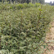 1米高大红袍花椒树苗种植技术（噶尔）花椒苗适应性强图片