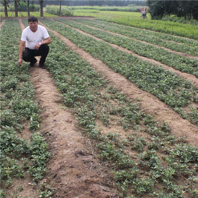 0.8公分红花椒树苗大量出售（平谷）想买花椒苗到泰安鑫奥农业来