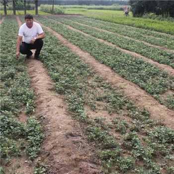 1米高大红袍花椒树苗种植株距行距（兖州市）花椒苗适应性强