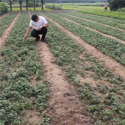 1米高青花椒树苗栽培技术（容城）花椒苗适应性强