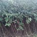 1米高九叶青花椒树苗种植技术要点（东洲）花椒苗适应性强