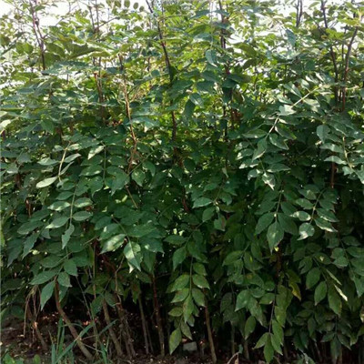 1米高大红袍花椒树苗种植株距行距（兖州市）花椒苗适应性强