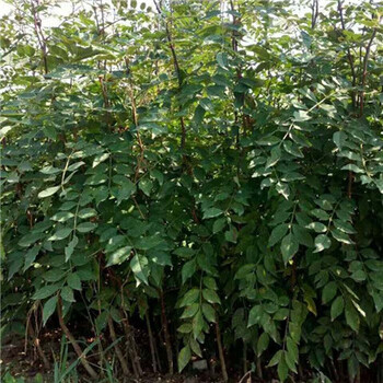 1米高红花椒树苗种植株距行距（揭东）花椒苗适应性强