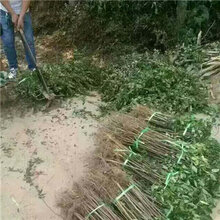 1公分红花椒树苗见效快的树苗(平山)花椒苗欢迎来电咨询图片