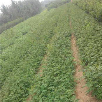 1米高红花椒树苗基地随时发货（雨花）花椒苗适应性强