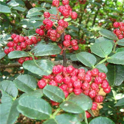 1米高九叶青花椒树苗基地出售（青川）花椒苗适应性强