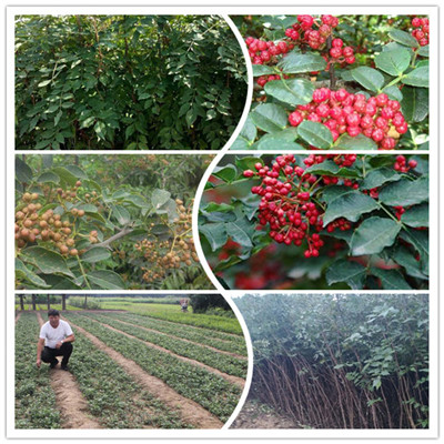 1米高青花椒树苗基地出售（金口河）花椒苗适应性强