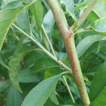成品仲秋蟠桃树苗优质树苗-沐川-1公分仲秋蟠桃树苗基地供应图片