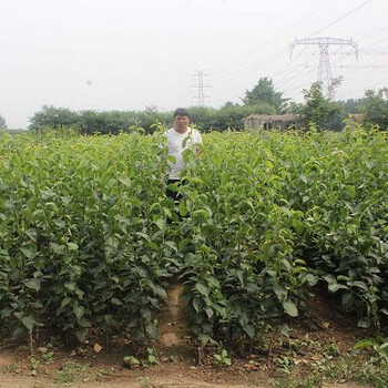 2年黃金梨樹苗種植高產(chǎn)技術(shù)梨樹苗價(jià)格梨樹苗出售