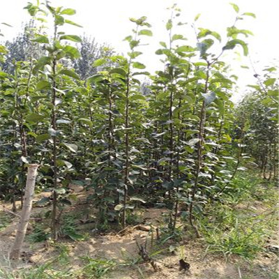 2年紅安久梨樹苗基地誠信服務(wù)梨樹苗價(jià)格 梨樹苗出售