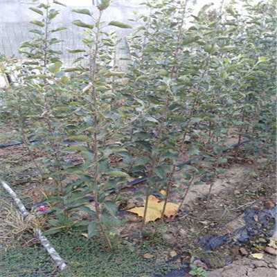2年早酥紅梨樹苗效益高的樹苗梨樹苗價格 梨樹苗出售